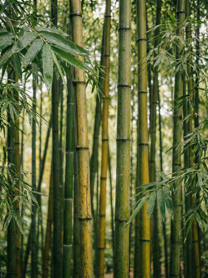 Green Bamboo esenta parfum exotic Barrano - mango bambus cedru vetiver IFRA