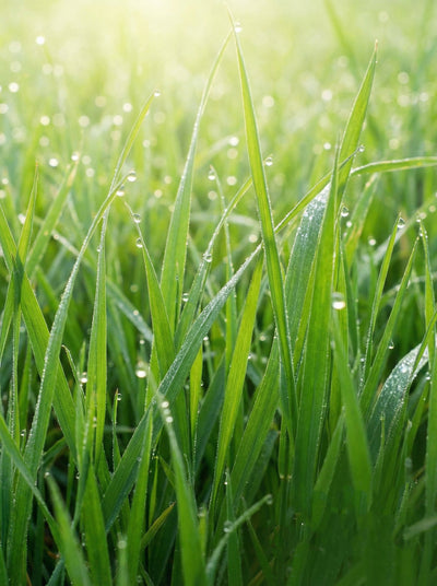 Pure Grass esenta parfum verde Barrano - lamaie bambus iasomie chiparos IFRA